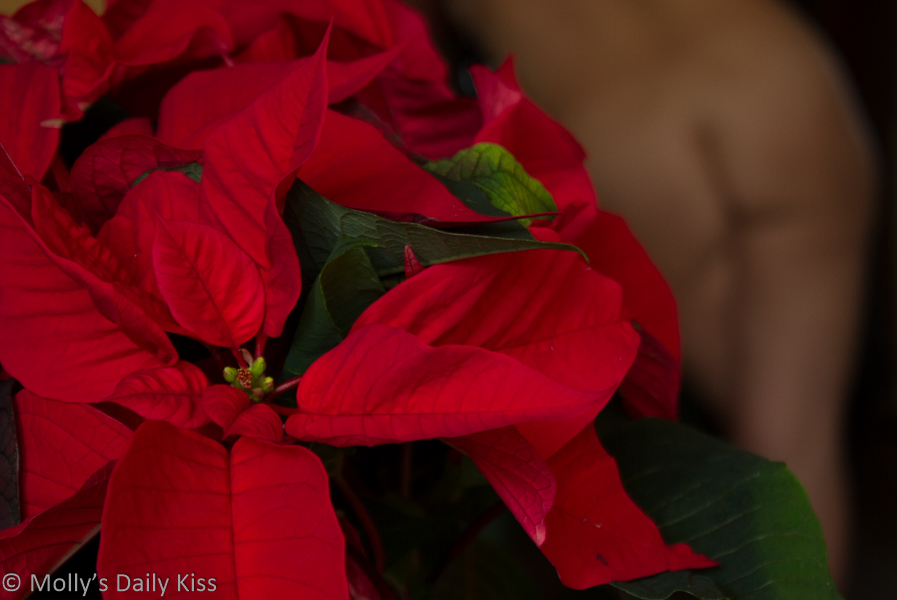 P is for Poinsettia…